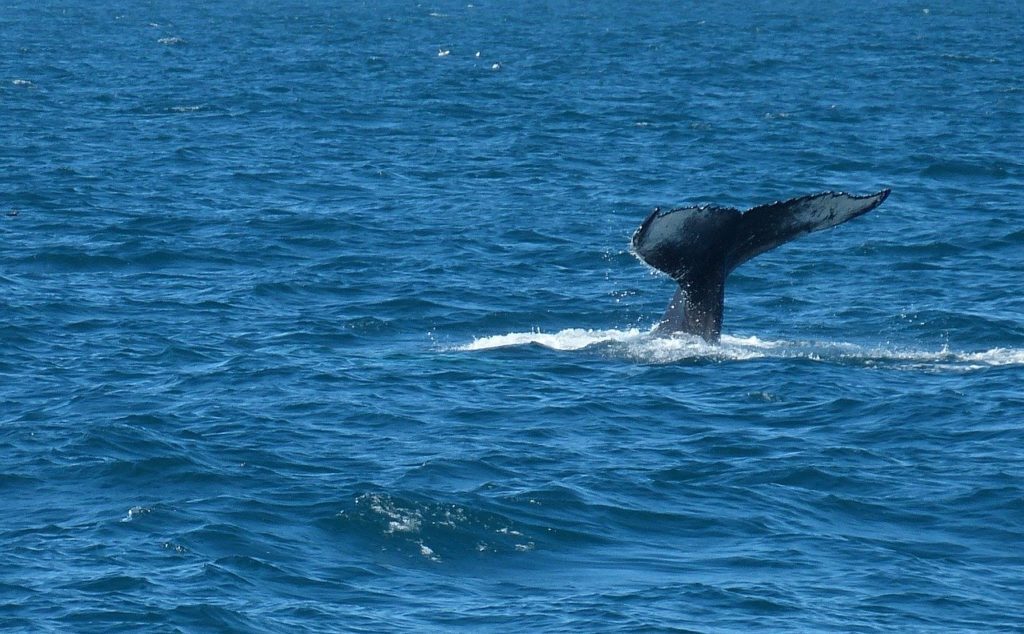 Iceland Humpback whale tail