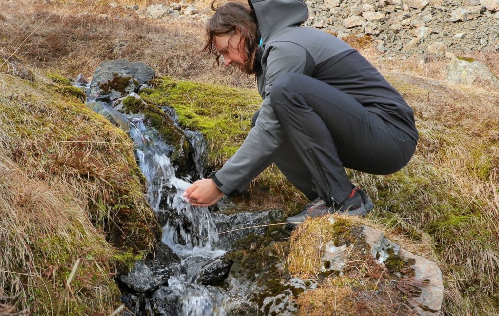 drinking from a stream in Iceland