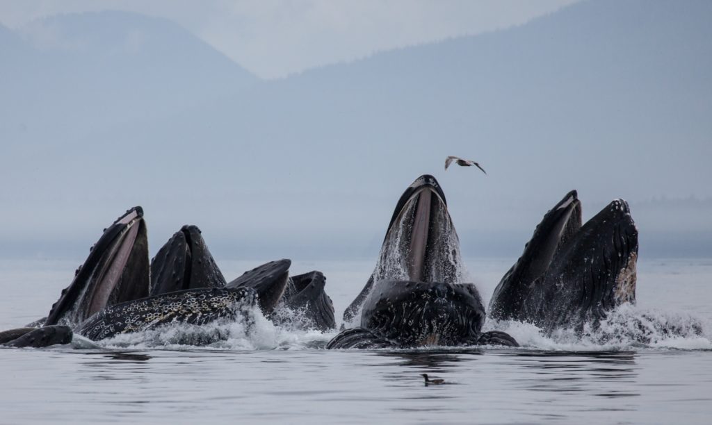 Humpback Whales Bubble Net Feeding at Surface