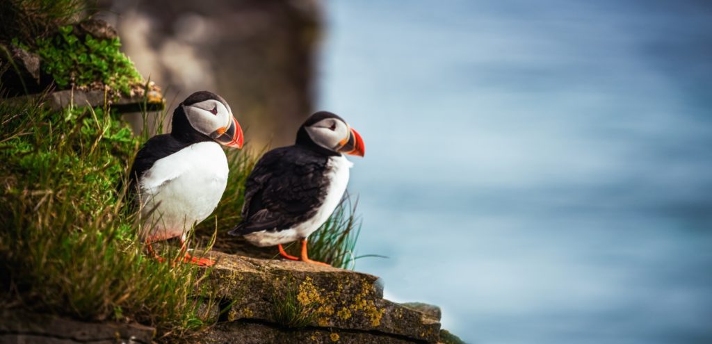 Wild Atlantic Puffin Seabird in Summer