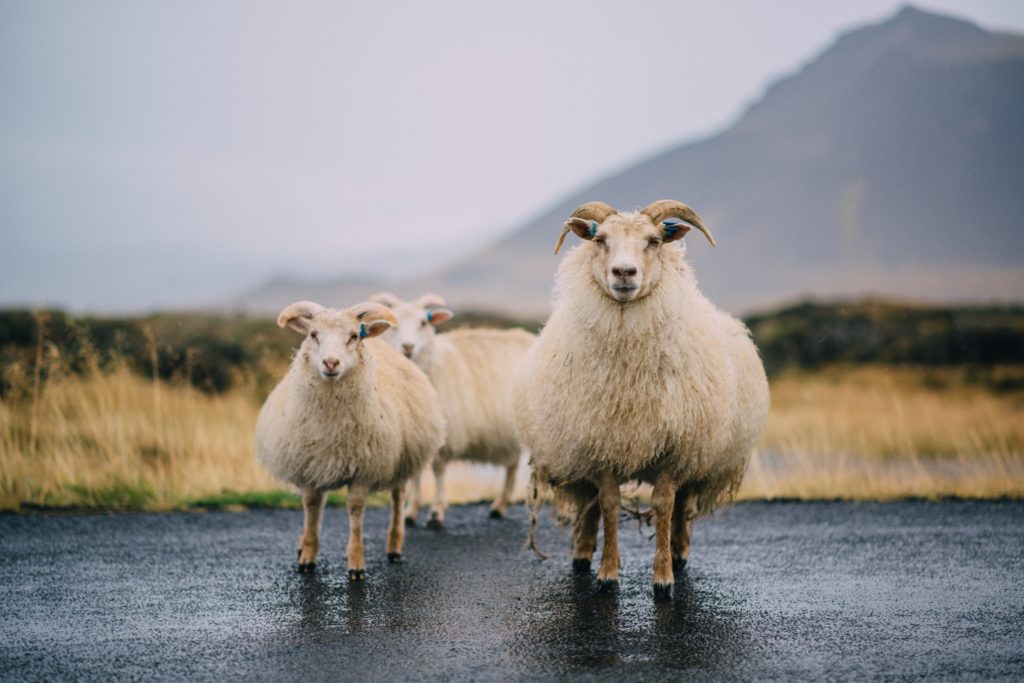 Sheep-standing-in-the-middle-of-the-road-in-Iceland