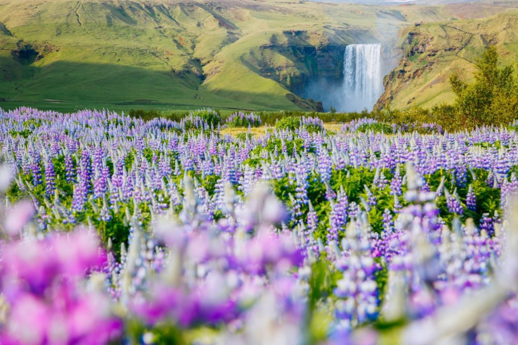 Beautiful view of vivid lupine flowers. Location place Skogafoss waterfall, Iceland Europe