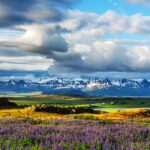 Typical Iceland landscape with mountains and lupine flowers field. Summer time